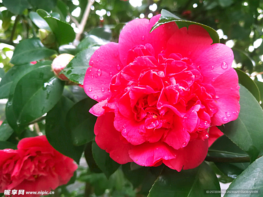 山茶花开