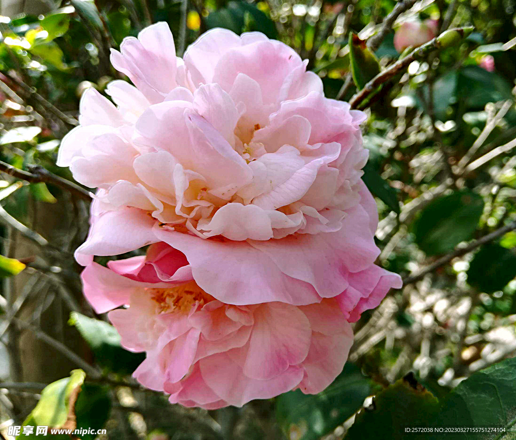 山茶花开