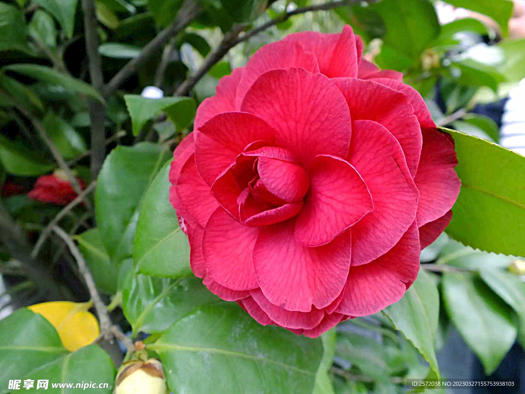 山茶花开
