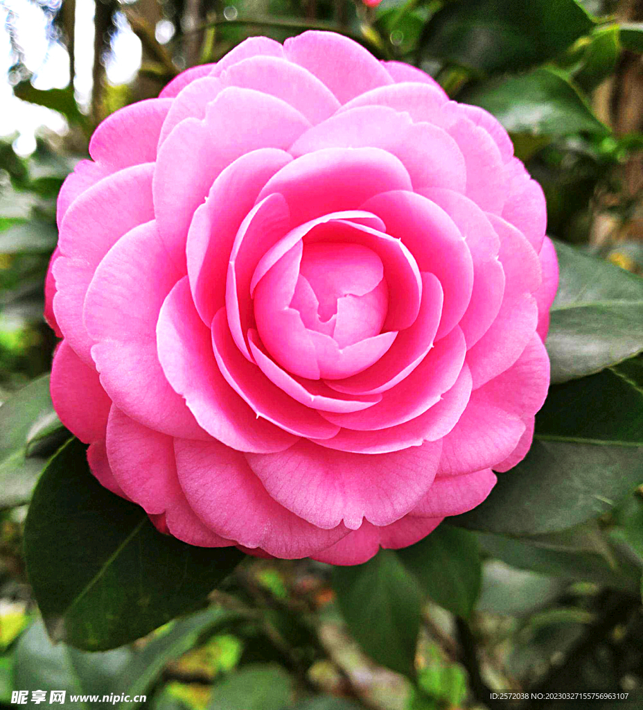 山茶花开