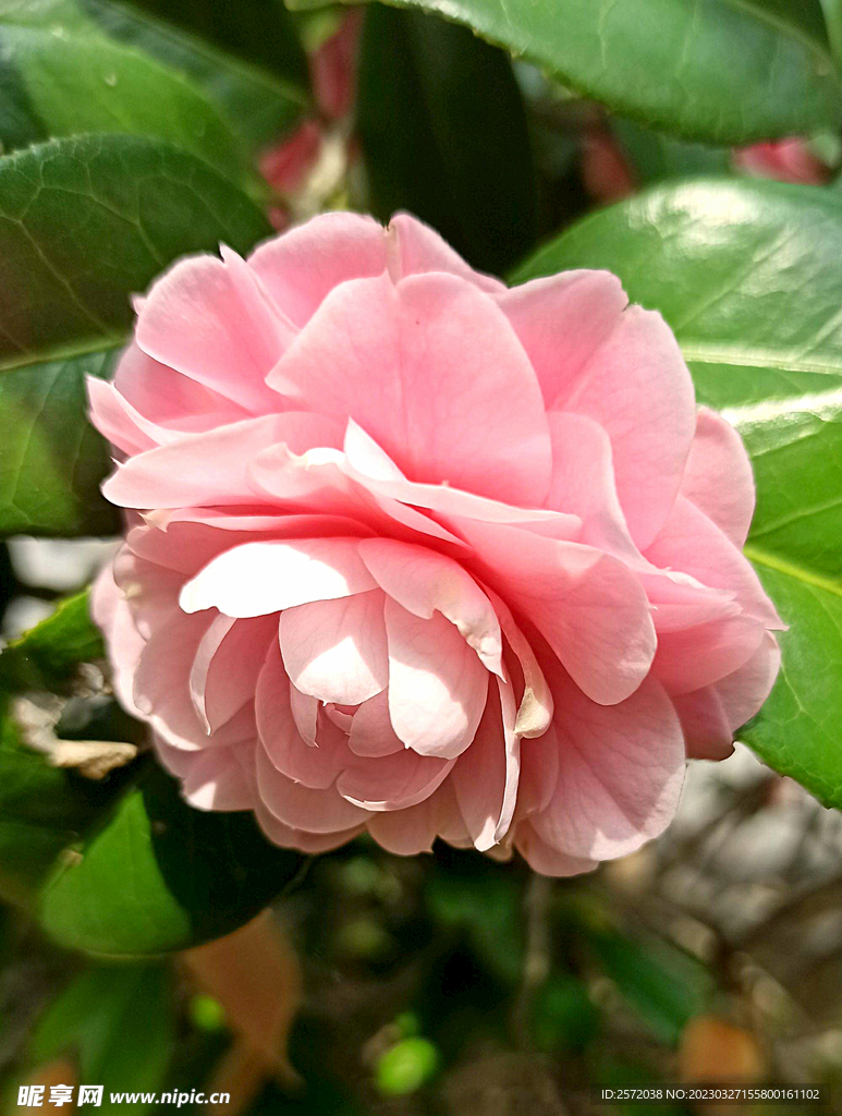 山茶花开