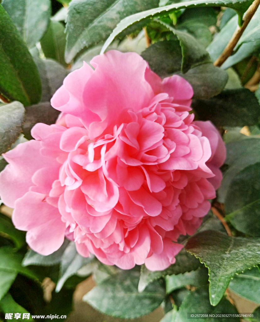 山茶花开