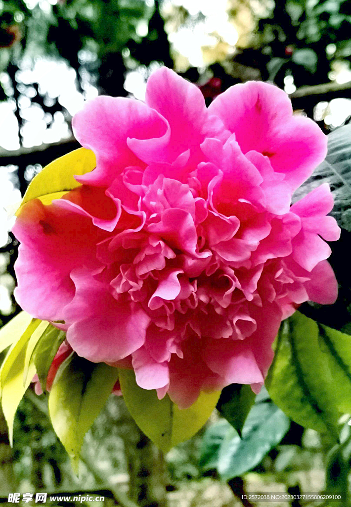 山茶花开