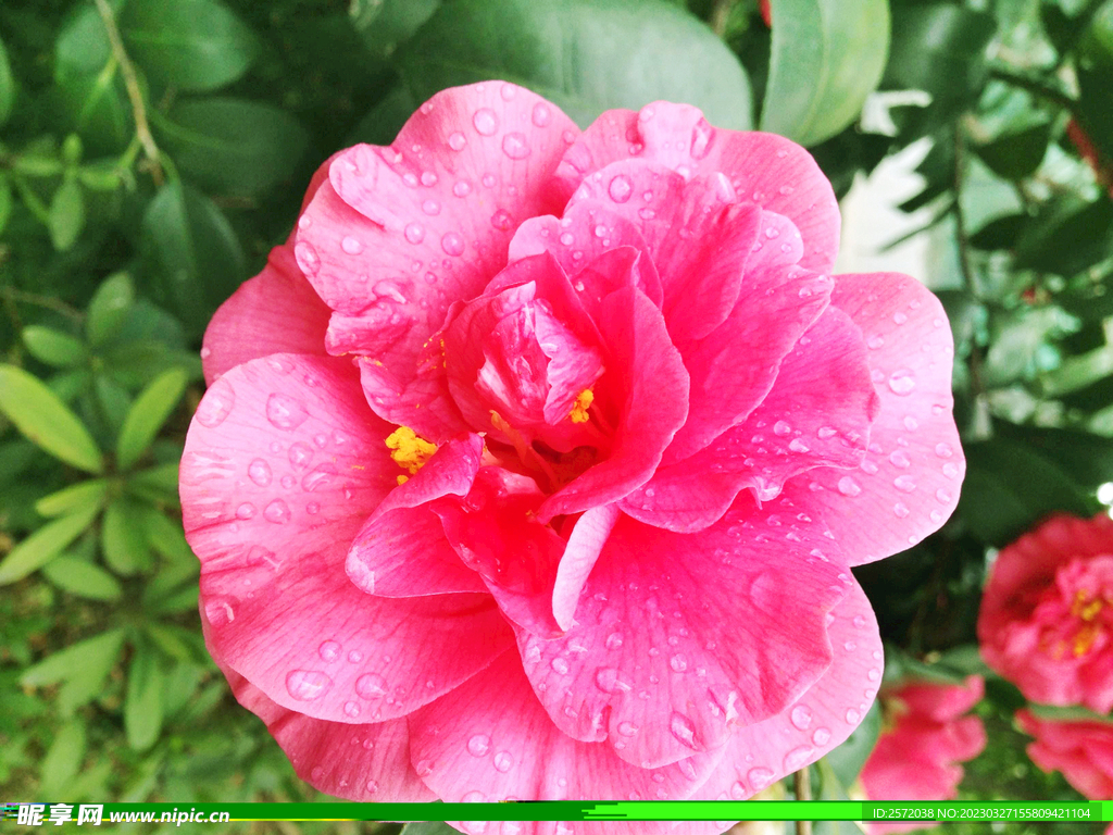 山茶花开