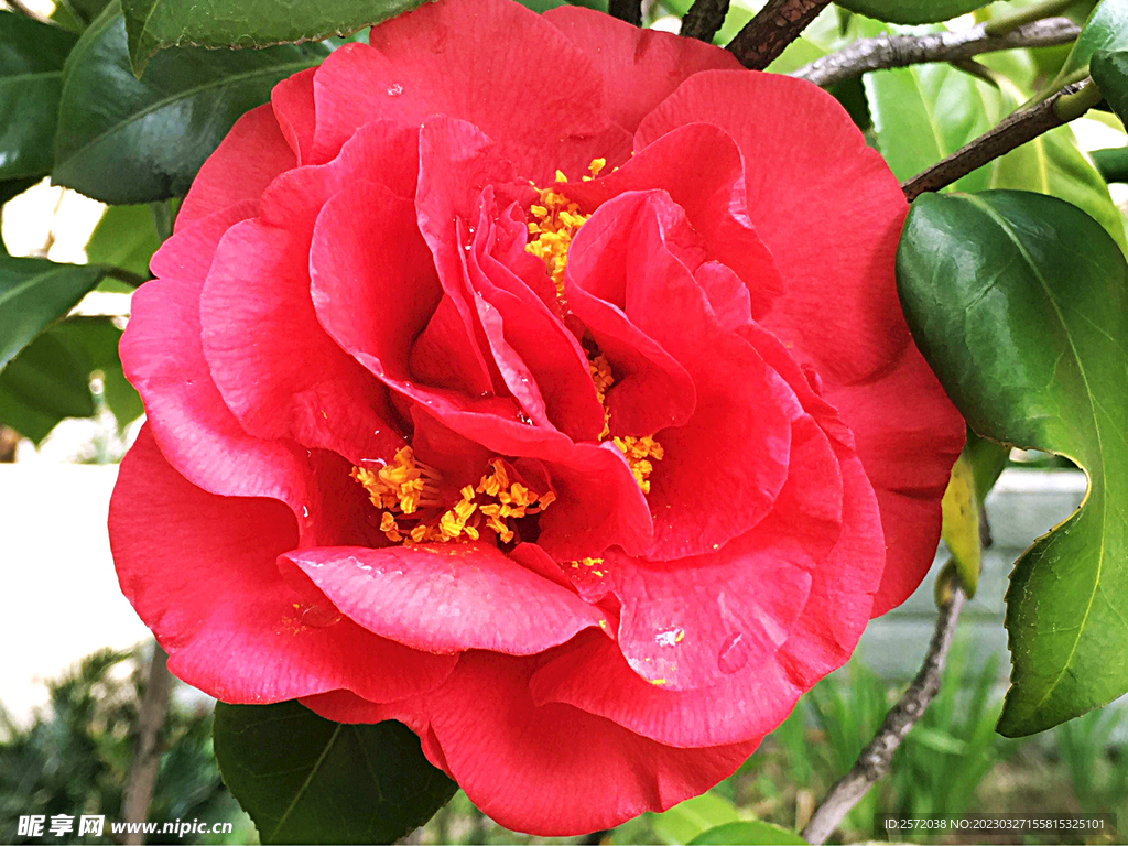山茶花开