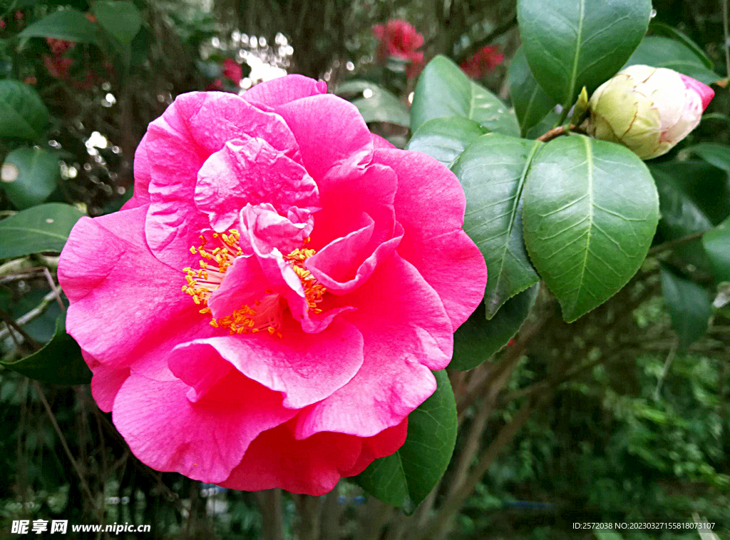 山茶花开