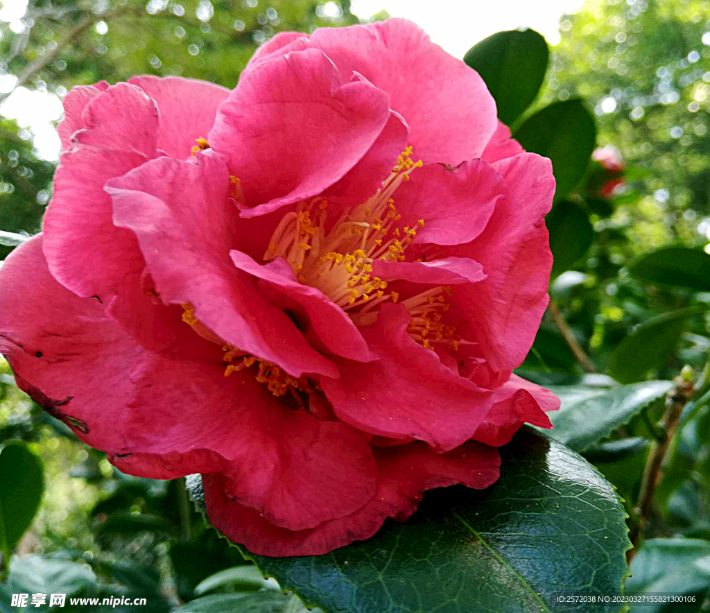山茶花开