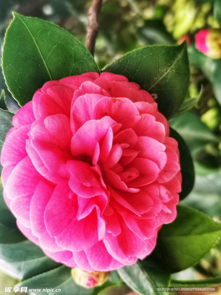 山茶花开