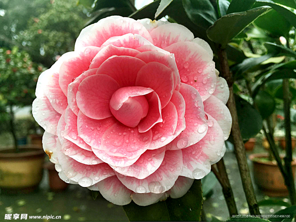 山茶花开