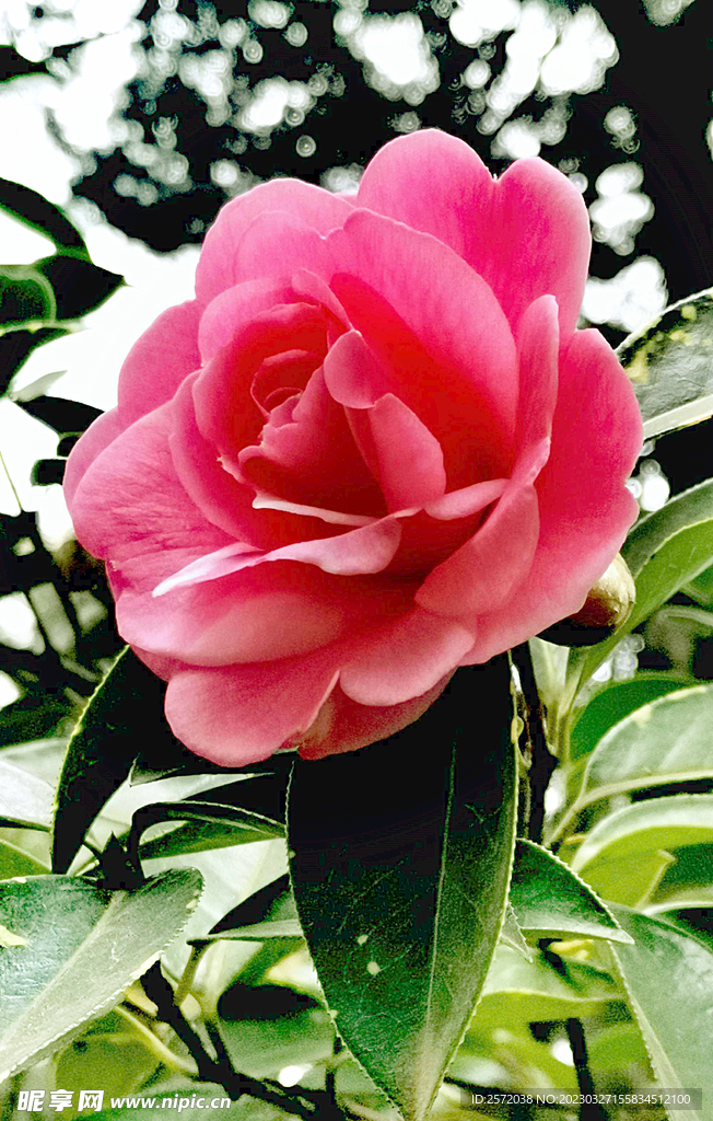 山茶花开