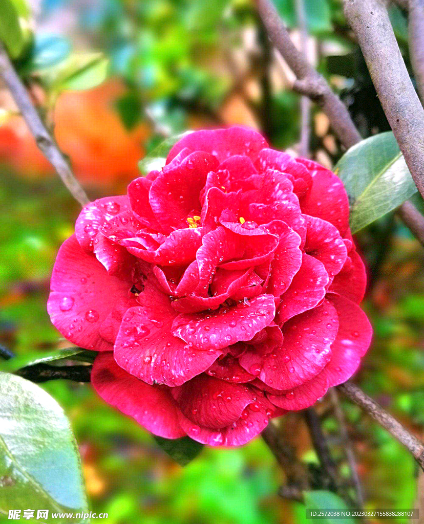 山茶花开