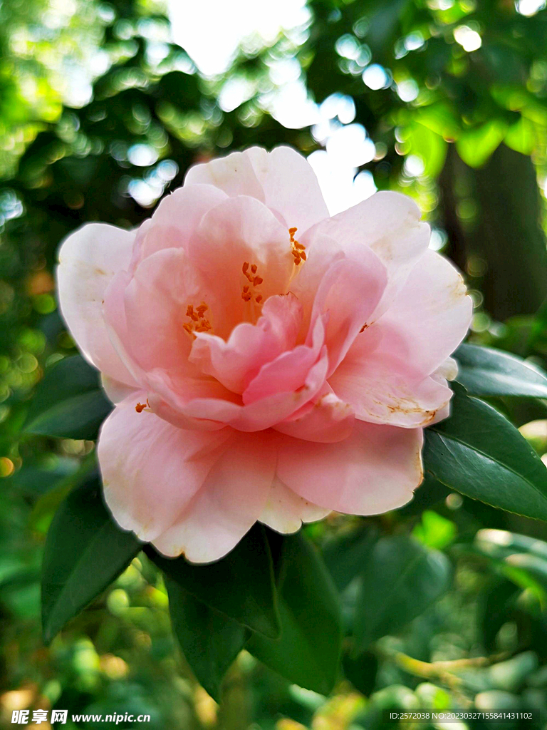 山茶花开