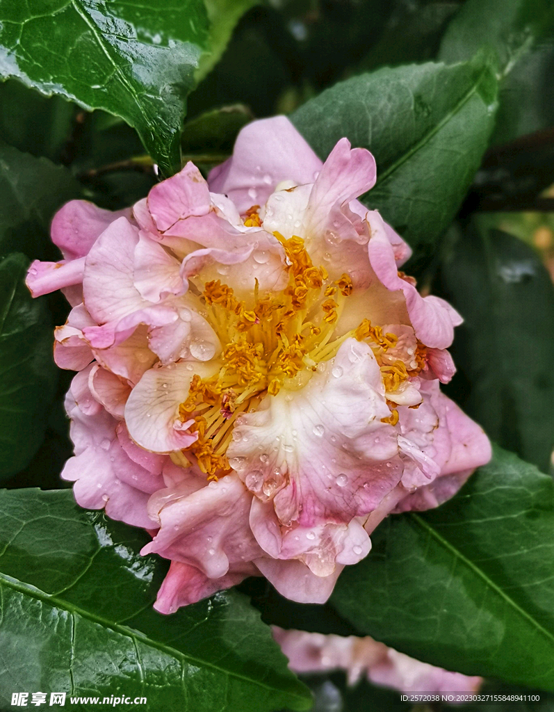 山茶花开