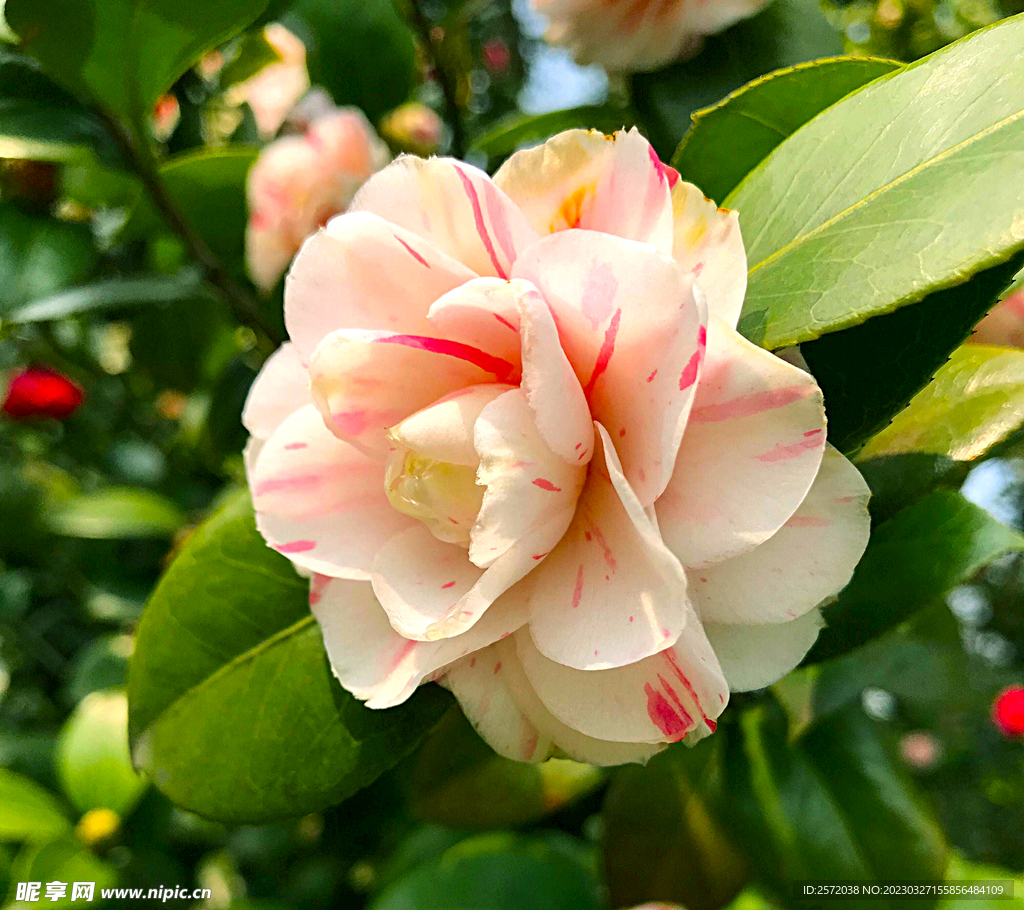 山茶花开