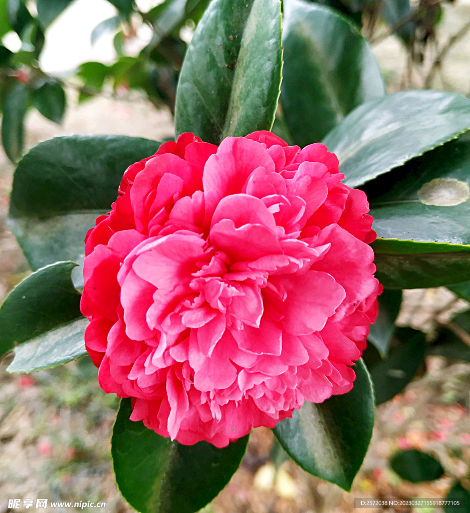 山茶花开