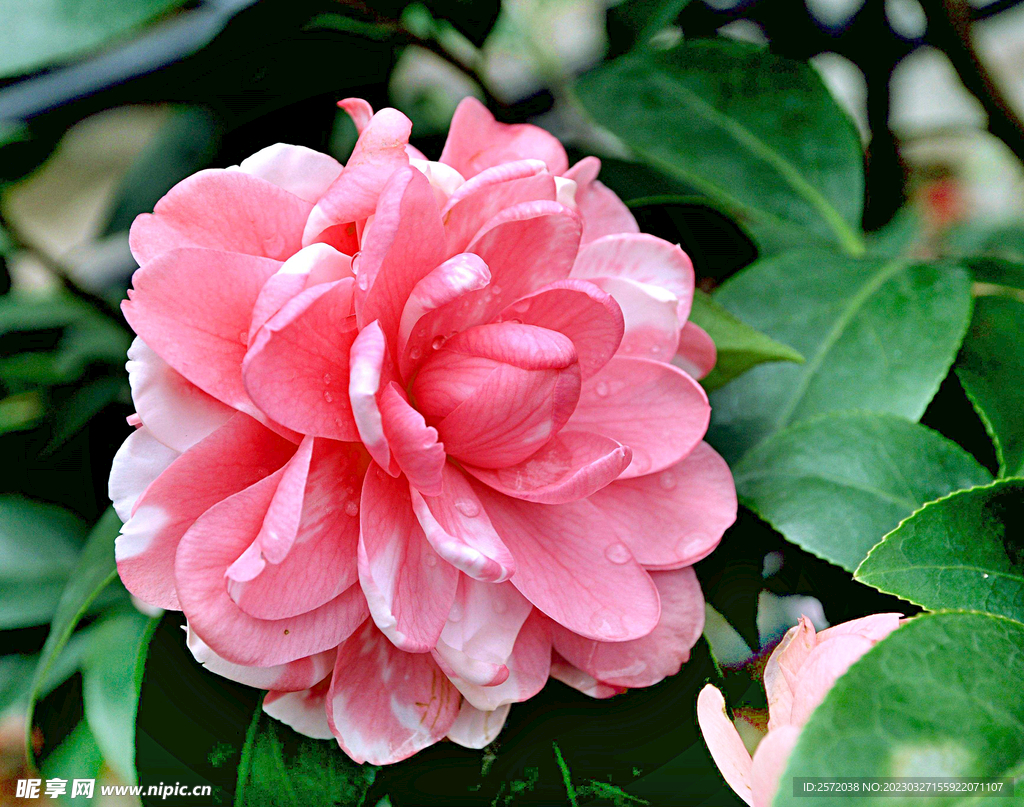山茶花开