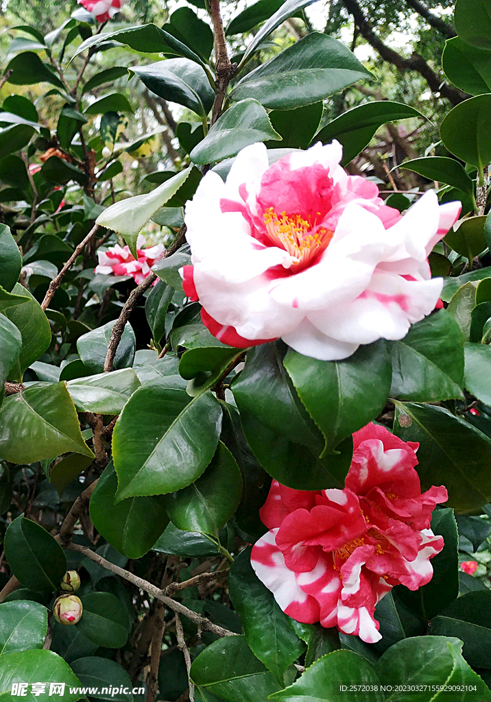 山茶花开