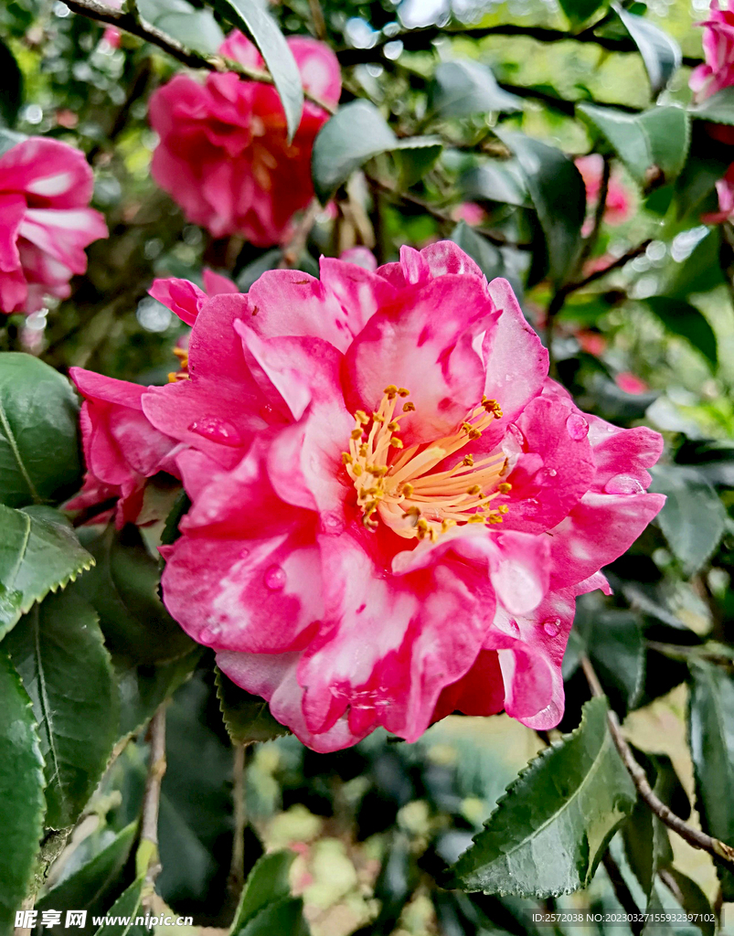 山茶花开