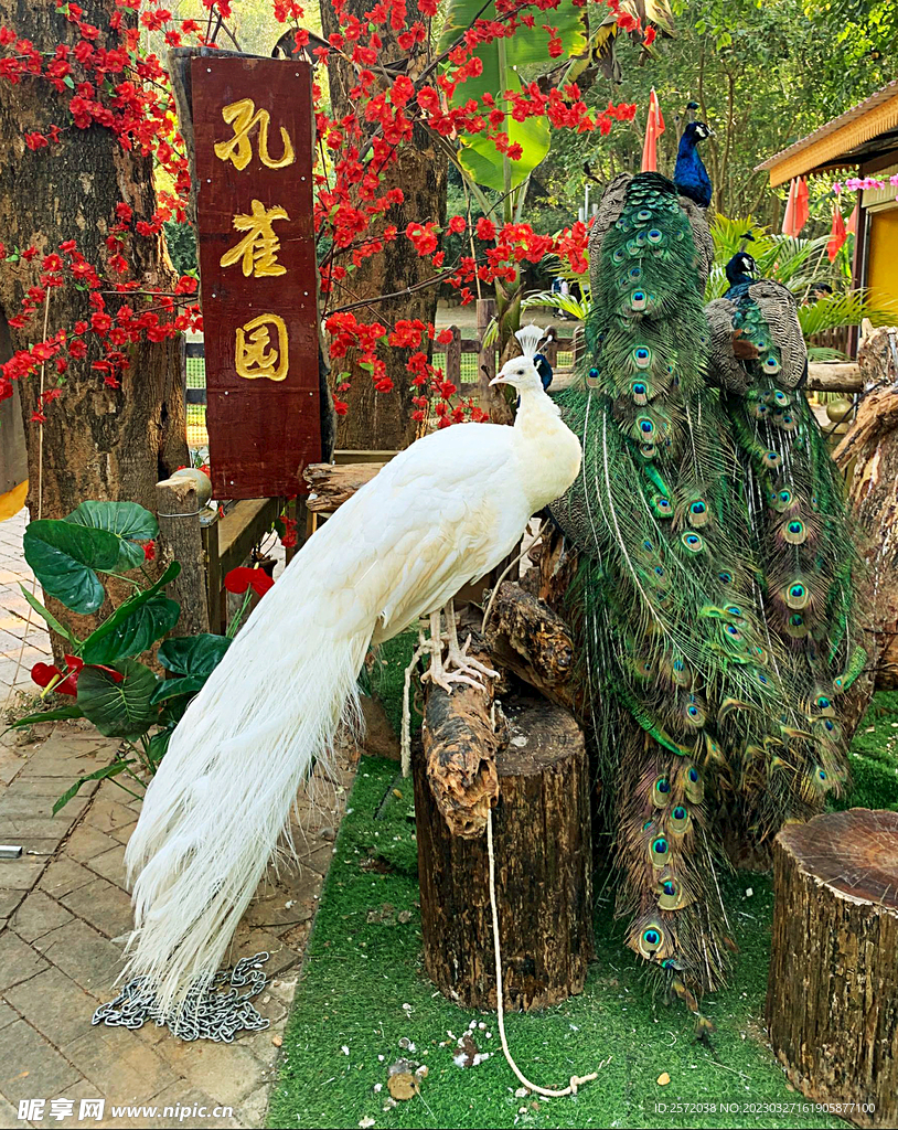美丽孔雀