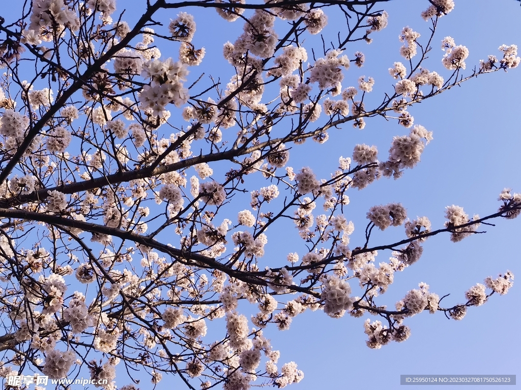樱花