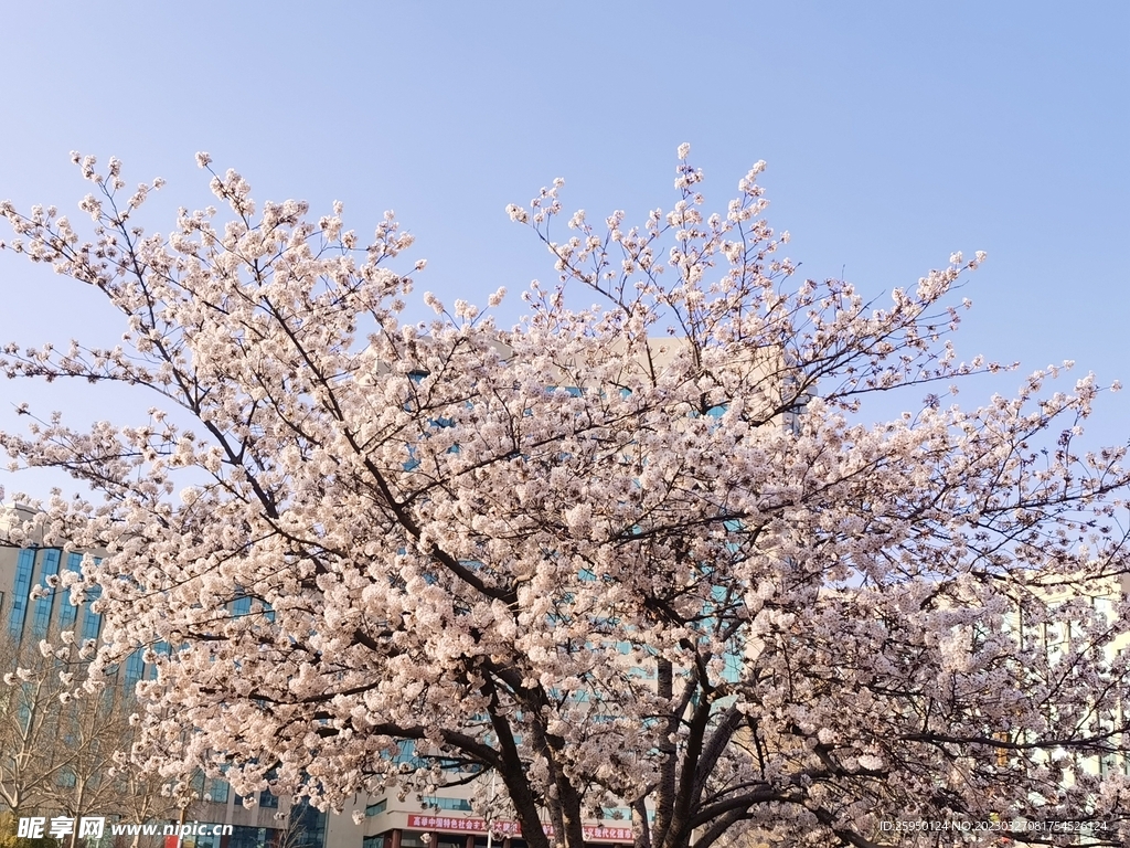 樱花