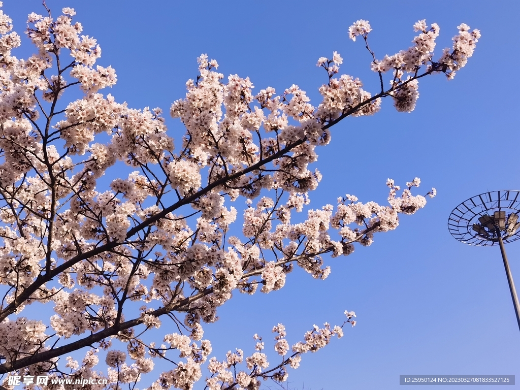 樱花