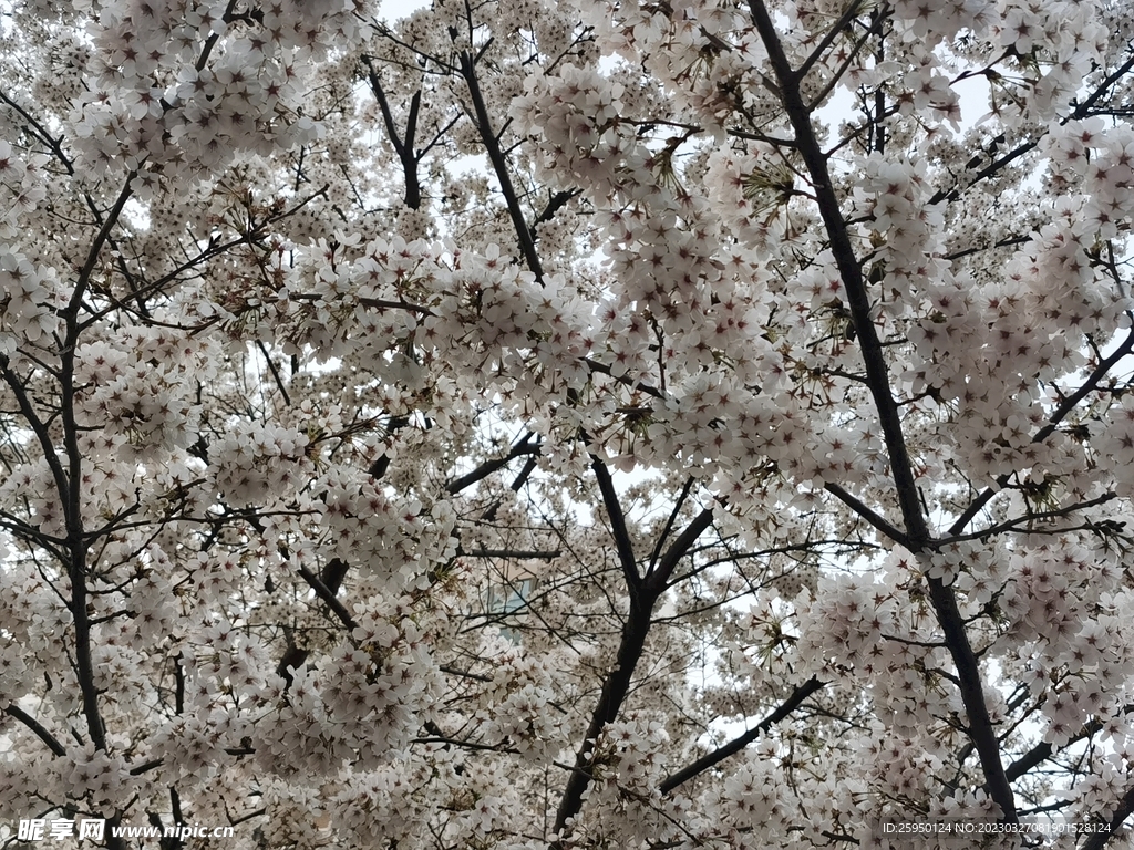 樱花