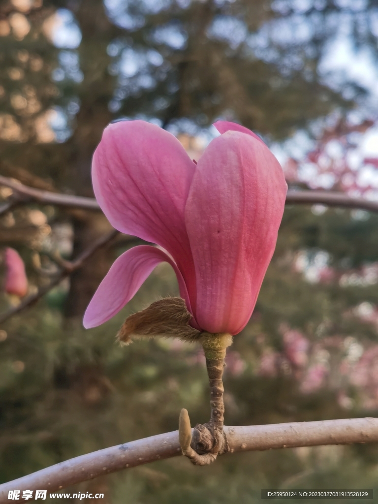 玉兰花