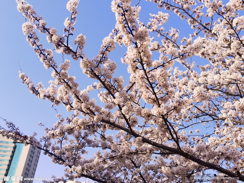 樱花