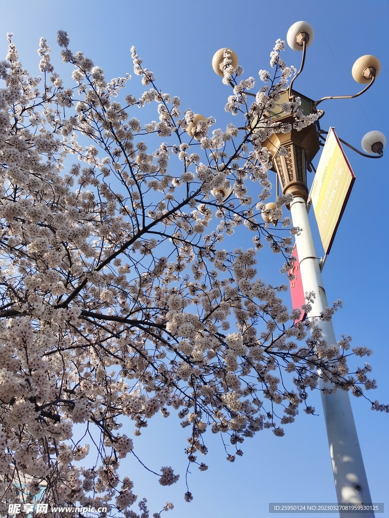 樱花