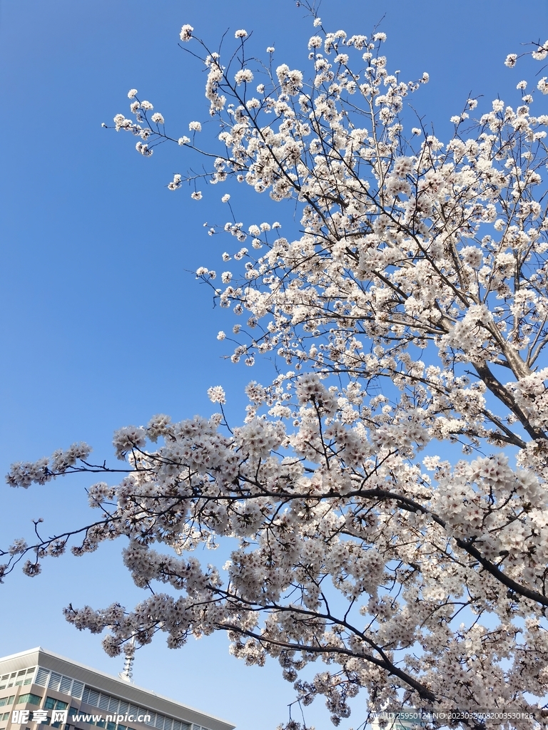 樱花
