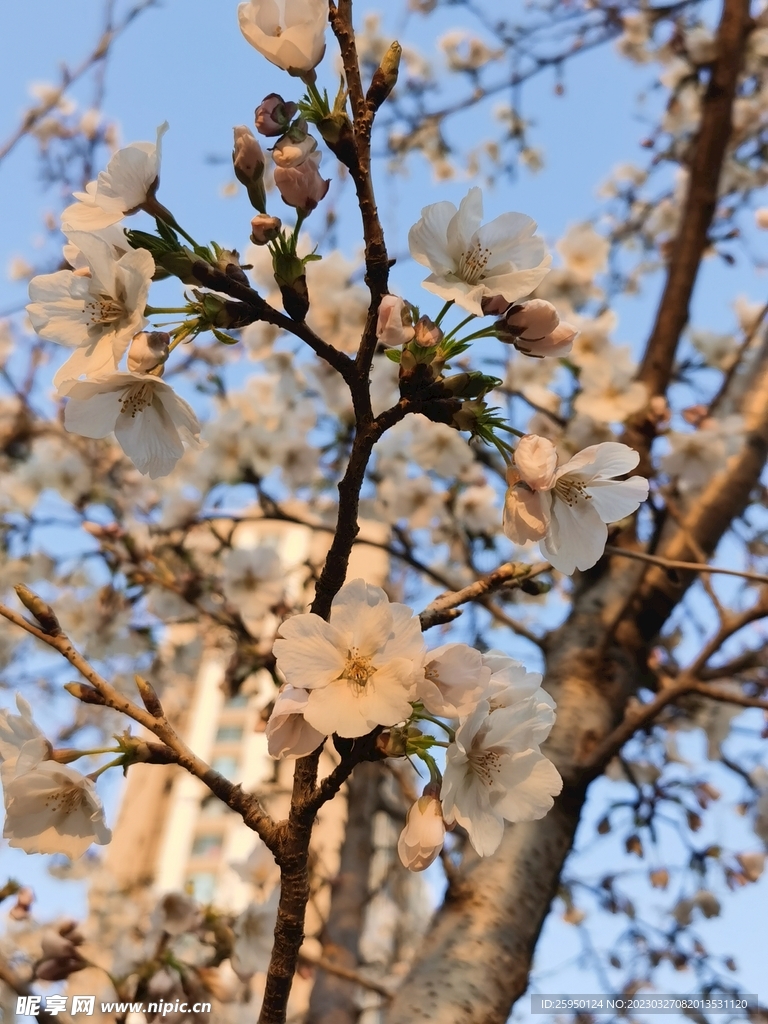 樱花