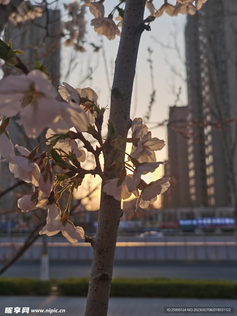 樱花