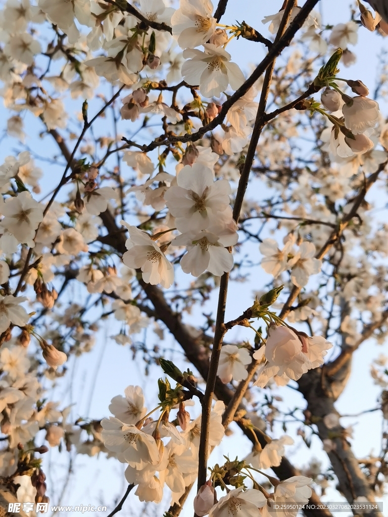 樱花