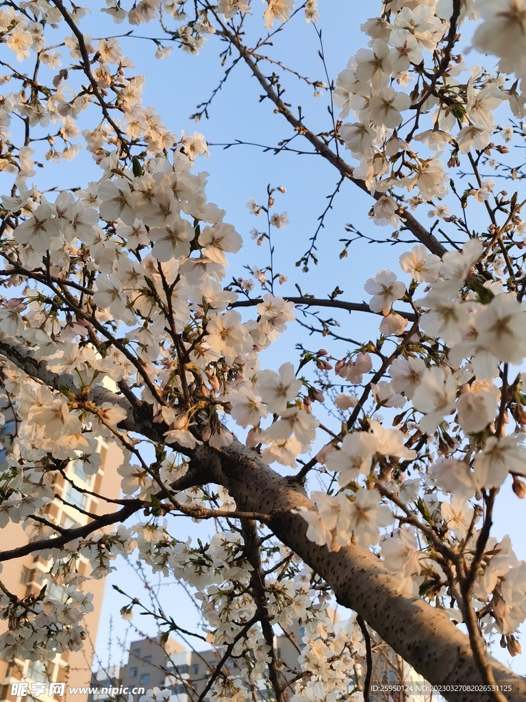 樱花