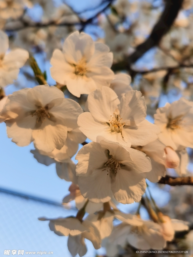樱花