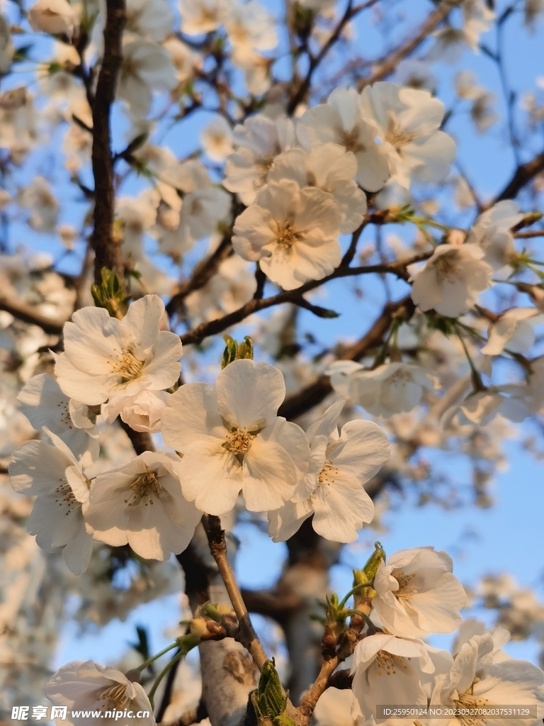 樱花