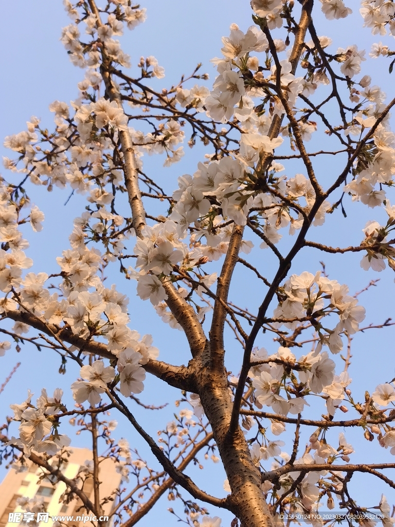 樱花