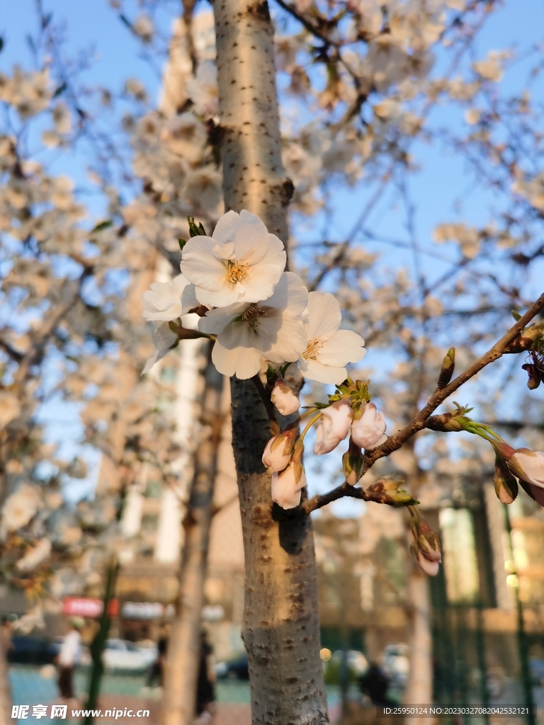 樱花