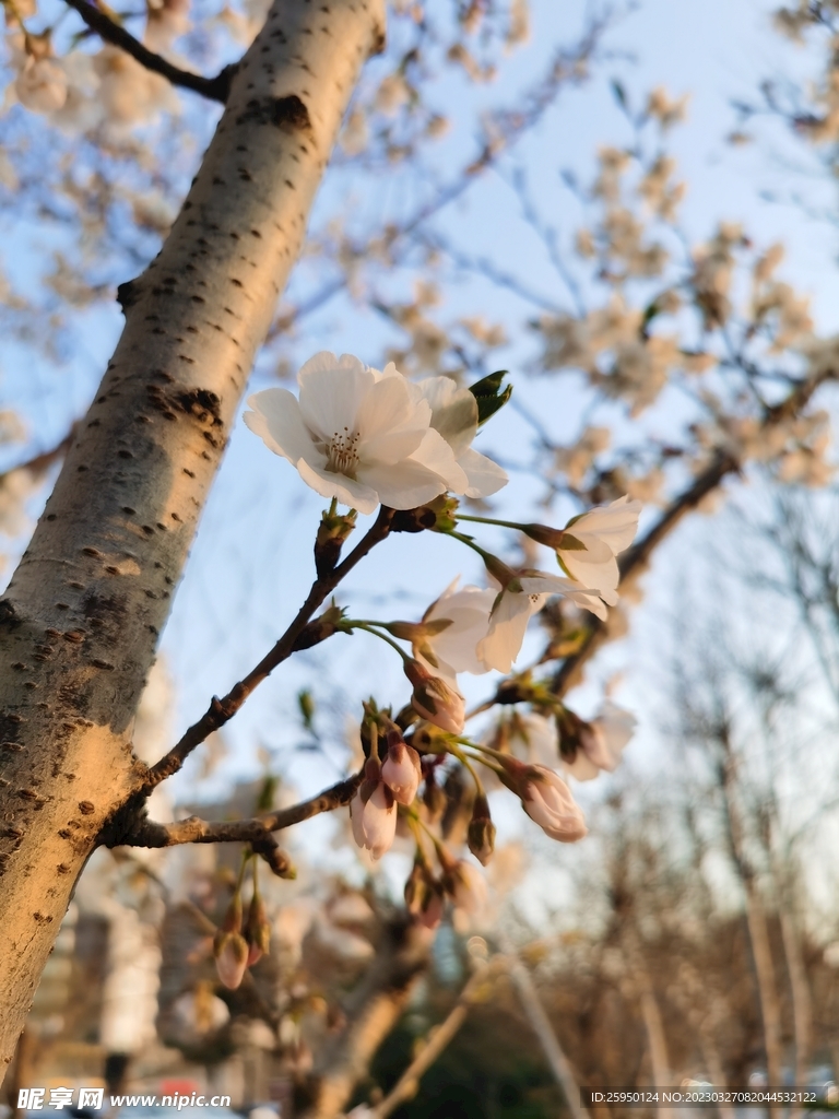 樱花