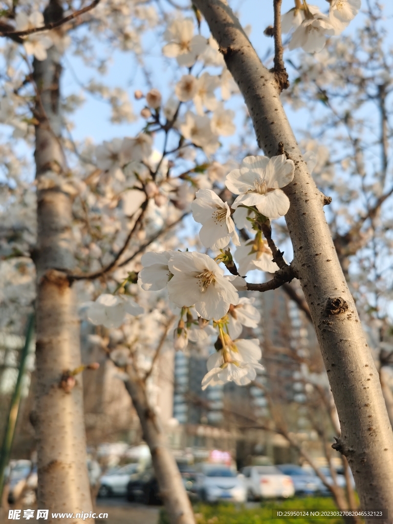 樱花树