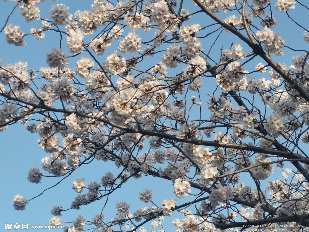 樱花