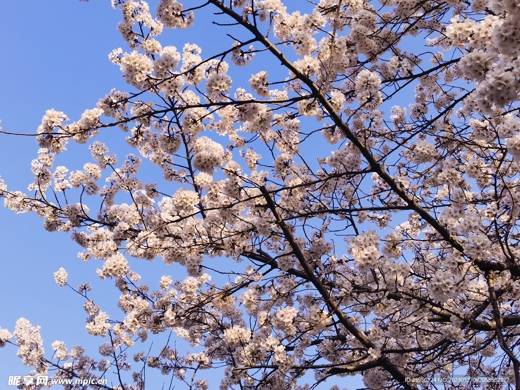 樱花