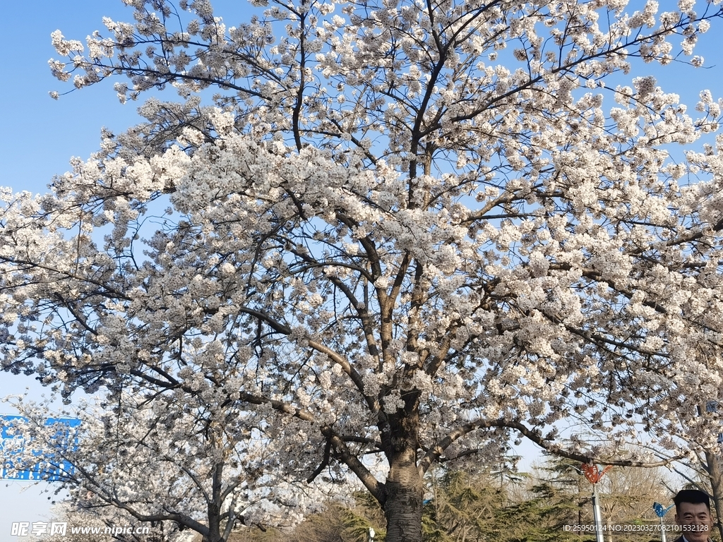 樱花