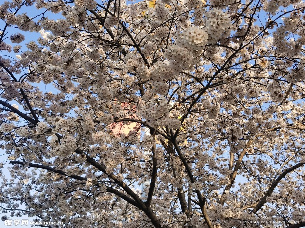 樱花
