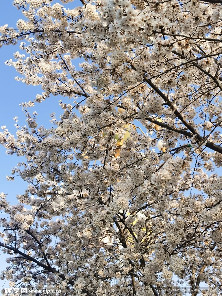 樱花