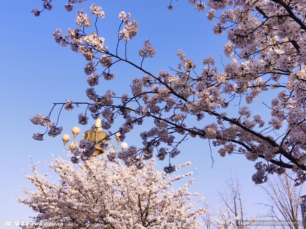 樱花