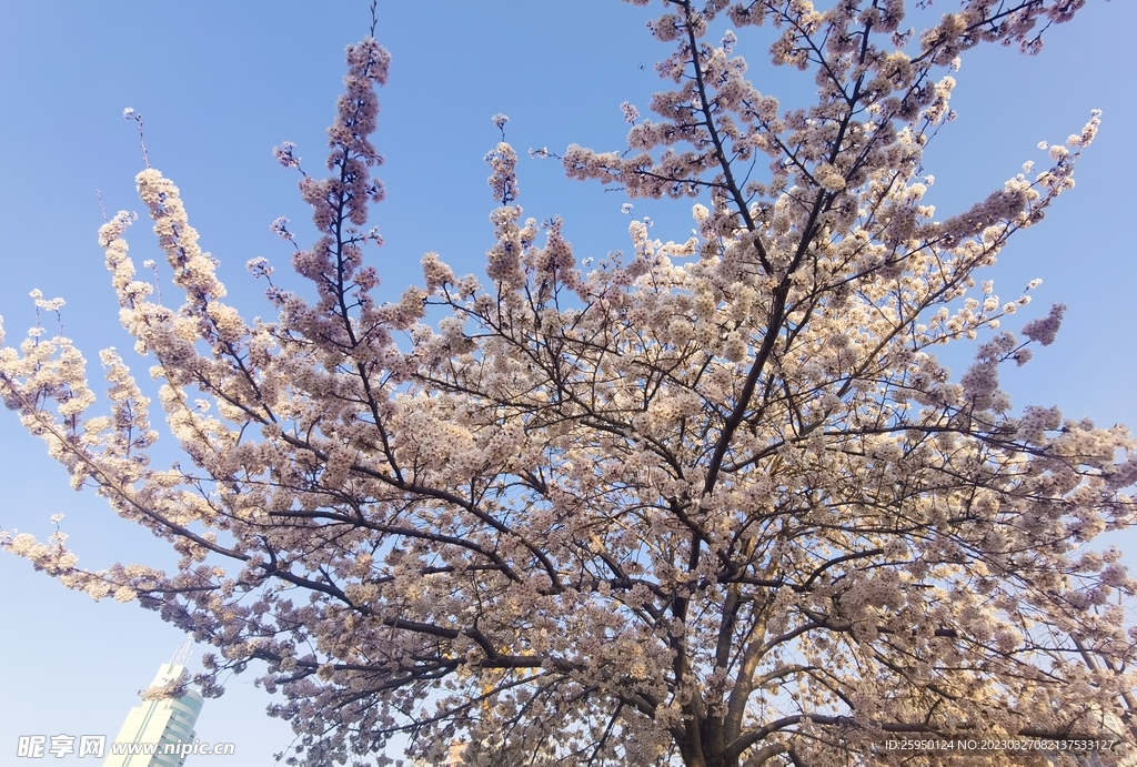 樱花