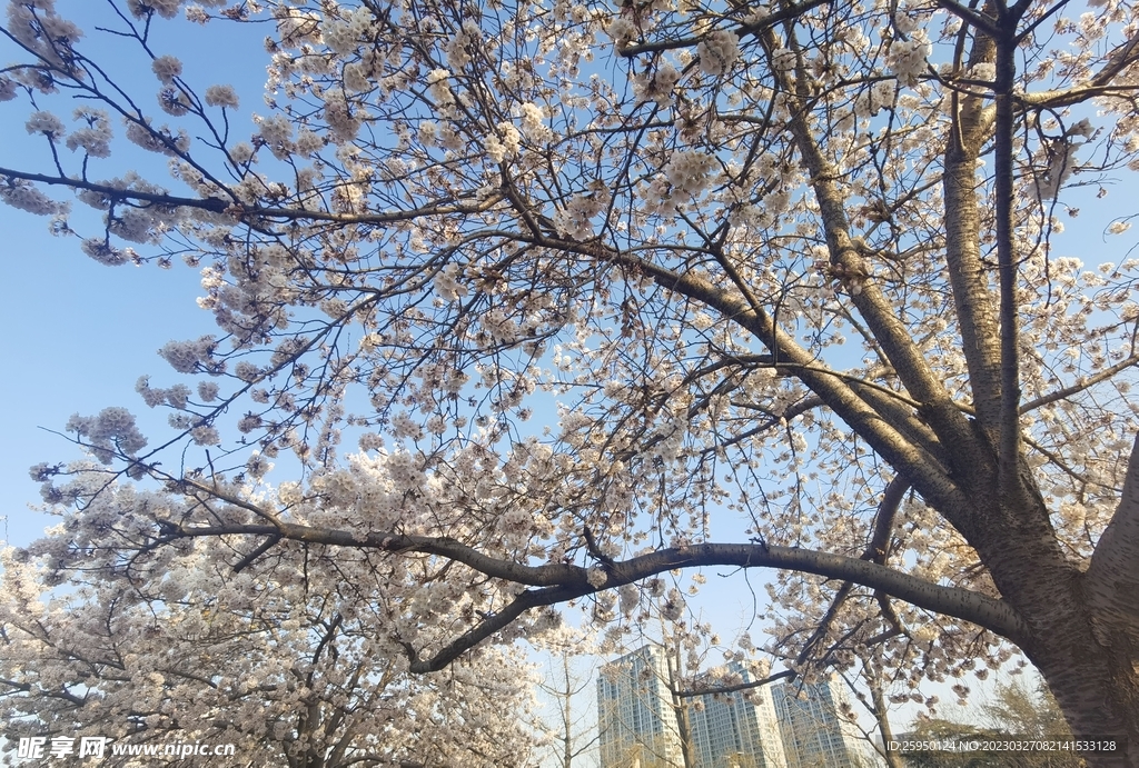 樱花