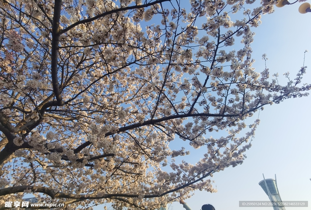 樱花